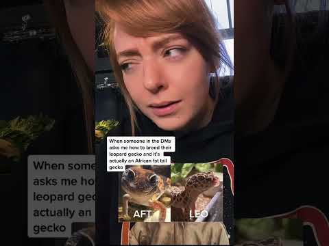 Leopard geckos ≠ African fat tail geckos
