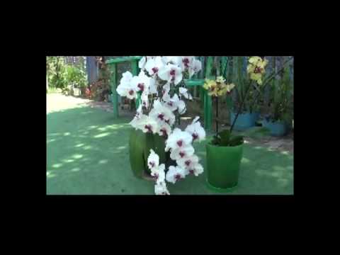 Фаленопсис большой и красивый .