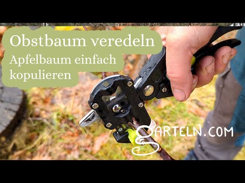 Obstbaum veredeln - Apfelbaum einfach kopulieren