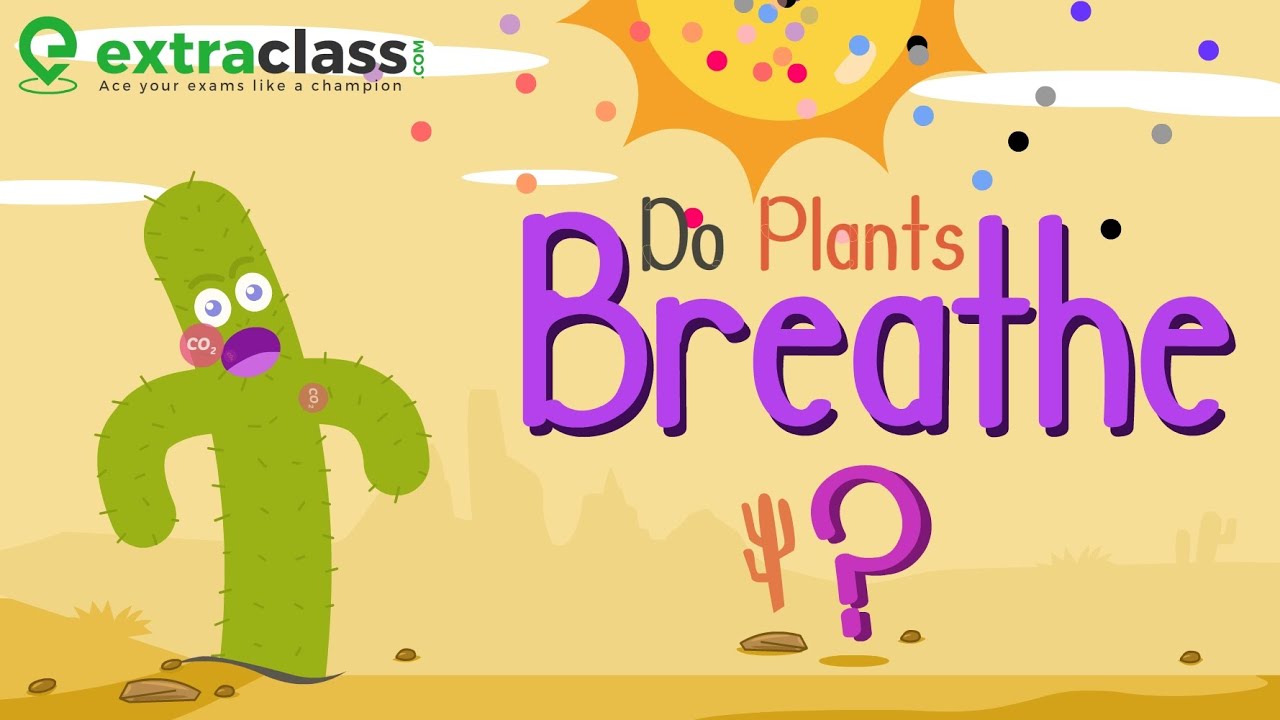 Do Plants Breathe | Extraclass.com
