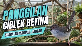 Download lagu SUNGGUH KELEWATAN KALAU GAK NYAUT, SUARA CIBLEK PALING JITU BUAT PANCINGAN CIBLEK|| ciblek gacor mp3
