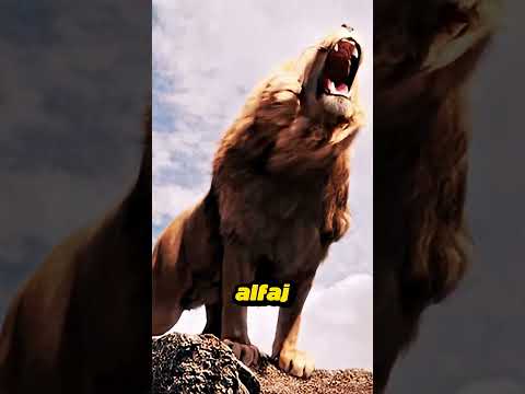 Utolsó felvételek állatokról… 🐾 #állatok