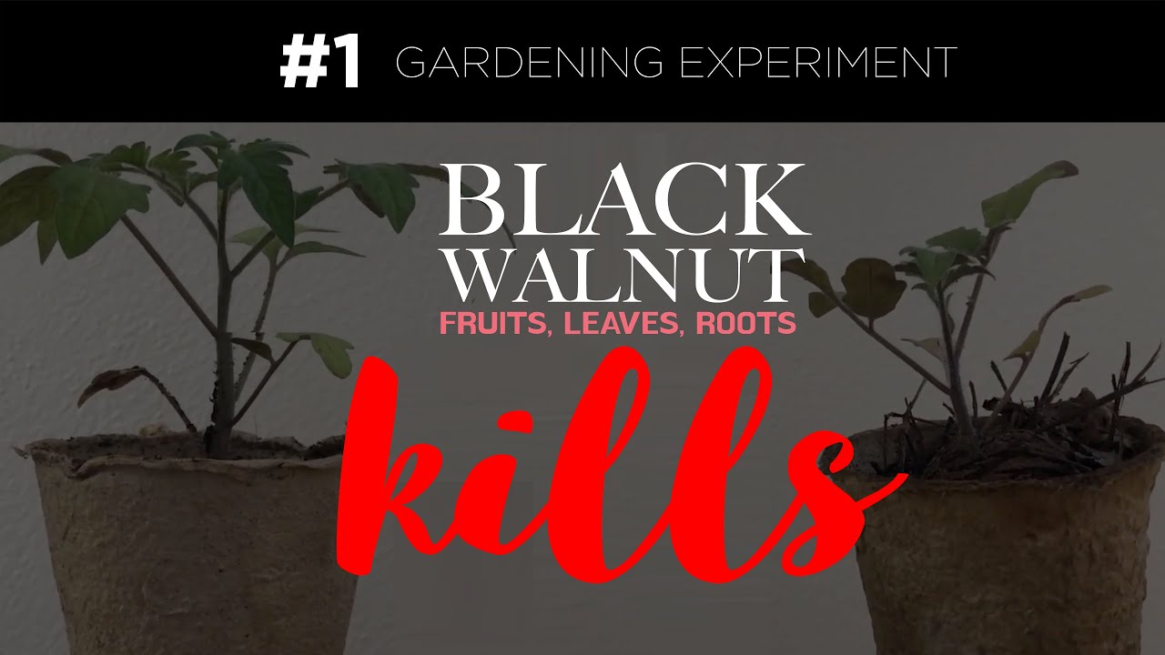 What is juglone toxicity? Archive EN