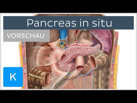 Pankreas in situ (Vorschau) | Kenhub