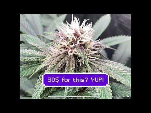 30$ Fox farm trio pack will grow high quality cannabis in a 2x2 tent