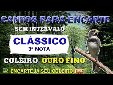 COLEIRO OURO FINO - TUÍ TUÍ ZEL ZEL - COM 3ª NOTA 5/5/7 - SEM INTERVALO PARA ENCARTE