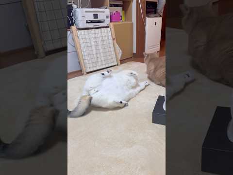 youtube-動物記事1970/01/01 09:00:00