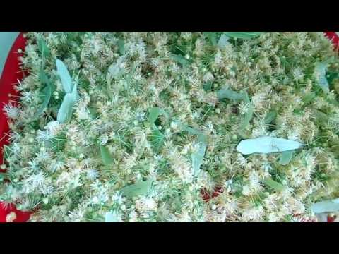 Как высушить липу для чая