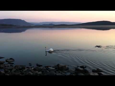 Swan swims on lake in sunset