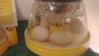 Chicken Check in Day 21 - We have Dueling Incubators!