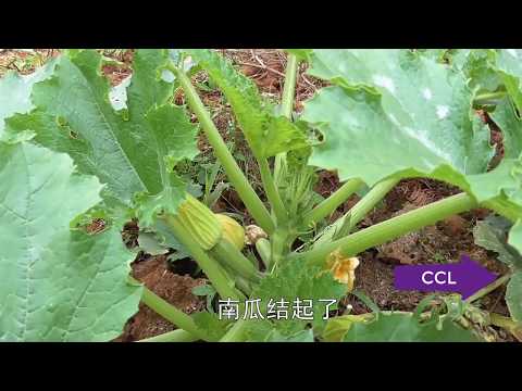 中国乡村生活纪录片-奶奶带孙女摘野菜，回家后爷爷做了一道美食