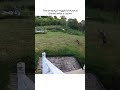 Amazing 3-Legged Chihuahua Defends Home Against Coyote!