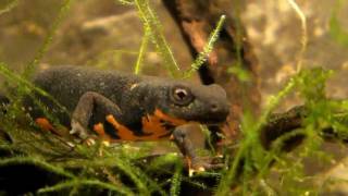 Cynops orientalis (HD movie 13) - "Face to Face 4".