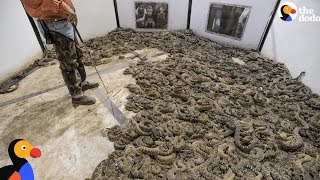 Cruel Rattlesnakes Contests Round Them Up And Kill Them | The Dodo