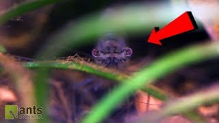 Aliens vs. Ecosystem