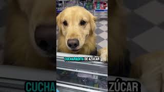 SABIAS QUE TU PERRO ES UN DOCTOR TAMBIEN #datoscuriosos #perrosgraciosos #curiosidadesanimales
