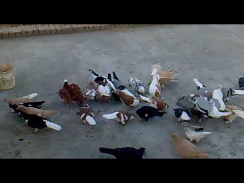 رانا فام ھاؤس سرگودھا Rana Fam House Sargodha