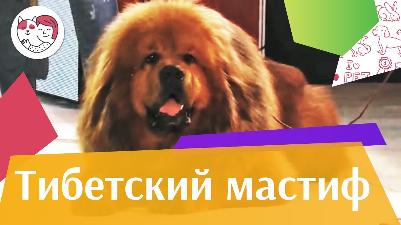 Тибетский мастиф на ilikepet. Особенности породы, уход