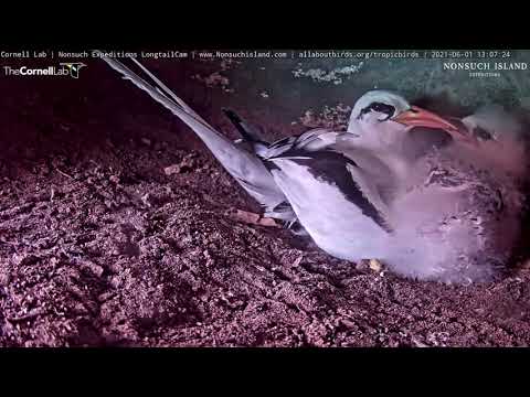 Open Wide! Feeding Time For White-tailed Tropicbird Chick – June 1, 2021