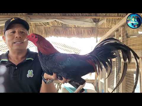 Desde Cali Colombia El Peñón de Fabio Rodriguez conoce sus líneas