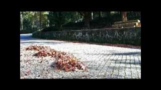 The Serpent of Autumn Leaves.avi