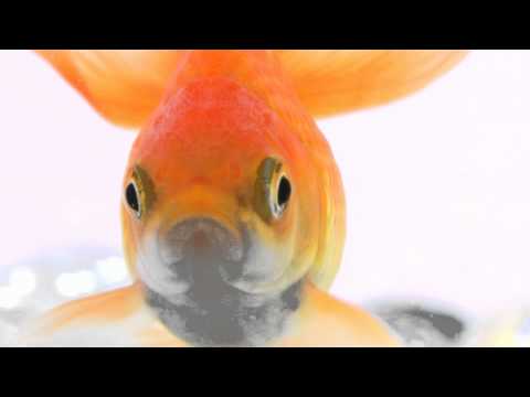 Talking Goldfish - "Fins of Death" 30 second spot for The Living Planet Aquarium