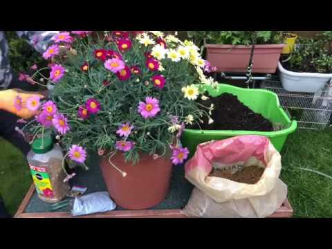 01, How to care with a Marguerite Trio flowers