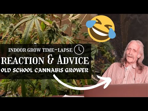 full flower indoor grow time-lapse | REACTION & ADVICE  from Old School Cannabis Grower