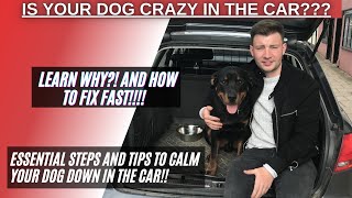 How to calm a crazy dog in the car!