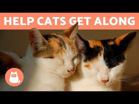 How to Make Two Cats Get Along - YouTube
