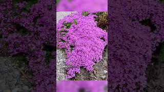 Creeping thyme is low-maintenance,drought-tolerant,and better for biodiversity🐝🦋#creepingthyme