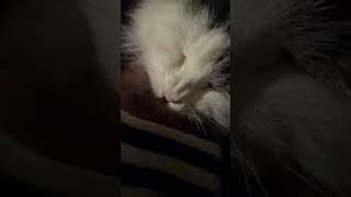 when they cry #cat