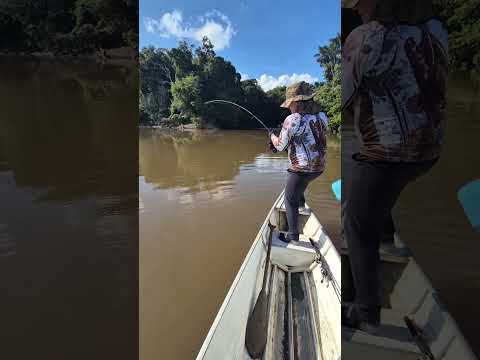 Nuestro parcero Anderson Silva pesca un Gigante del Río Japurá, Amazonas Brasil 🎣🐟🙏🇧🇷💪
