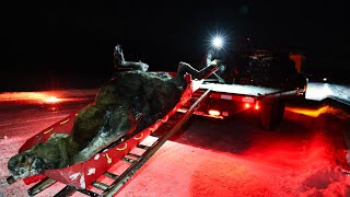 Salvaging a Roadkill Moose in Alaska