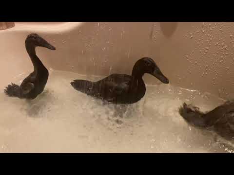 Lolli, Mocha and Sol the Ducklings - Dunkin' in the Bath - October 12, 2021