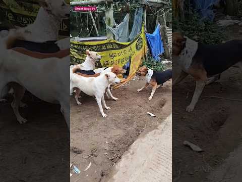 Territorial Barking Between Street Dogs | Natural Pack Behavior 🐕 #barkingdogs #ytshorts #shortvideo