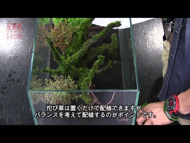 メダカ水槽の選び方 おすすめ水槽と最適な水量について メダカの飼育 飼い方を知ろう アクアリウムなら大分めだか日和