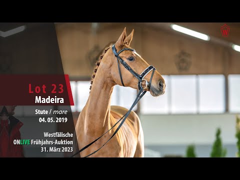 ONLIVE Frühjahrs-Auktion Lot 23 Madeira Stute v. Maracaná - De Niro