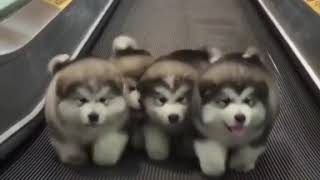 4 puppies walking to Bee Gees - Stayin&#39; Alive full song