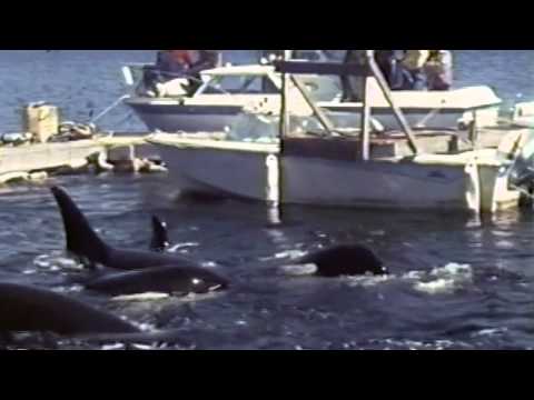 Orca Kidnapping (Blackfish)