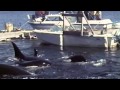 Orca Kidnapping (Blackfish)