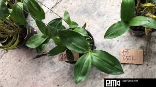 Kiếm tối đỏ nghệ an phi điệp eso kiều trắng.hoa vàng rừng sdt0962237739