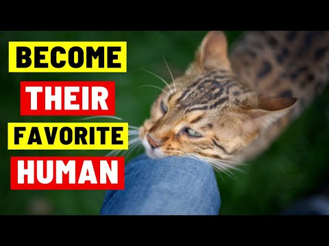 How Cats Select Their Favorite Human Companion