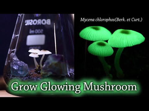 Grow glowing mushroom✨ Mycena chlorophos(Berk. et Curt.)