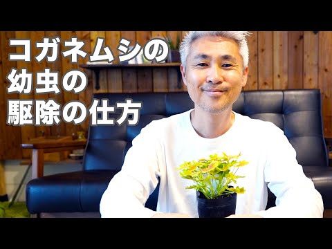 家庭菜園でコガネムシの幼虫を駆除するにはどうすればよいですか?識別および制御ソリューション  庭園