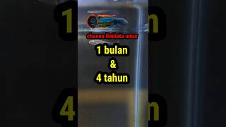 Download lagu Perbedaan channa limbata umur 1 bulan & 4 tahun #channalimbata #fish #animals mp3