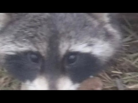 Bait and Lure Selections for Predator Trapping. #trapping #trapper