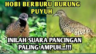 Download lagu suara pikat ini pasti dapat puyuh banyak di jamin ngacorr#puyuhindonesia mp3