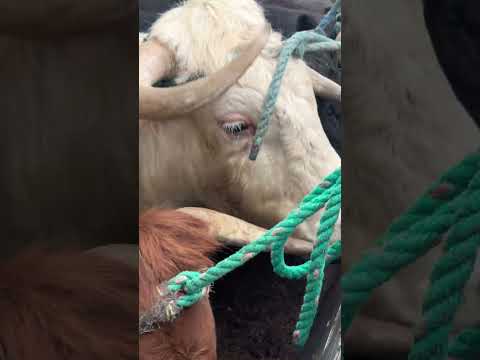 Alausi | Toros de pueblo  #chimborazo  #alausi #toros #tradiciones #chagras 