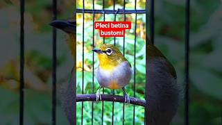 Download lagu pleci betina bustomi #plecigacor mp3 Download lagu pleci betina bustomi #plecigacor mp3